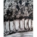 Bosque en blanco y negro
